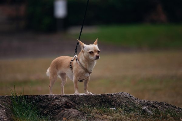 Hoe beïnvloedt klimaatverandering het gedrag van dieren?