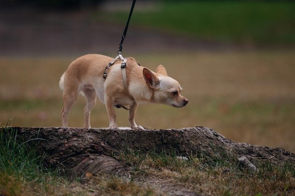 Welke exotische dieren zijn geschikt als huisdier?