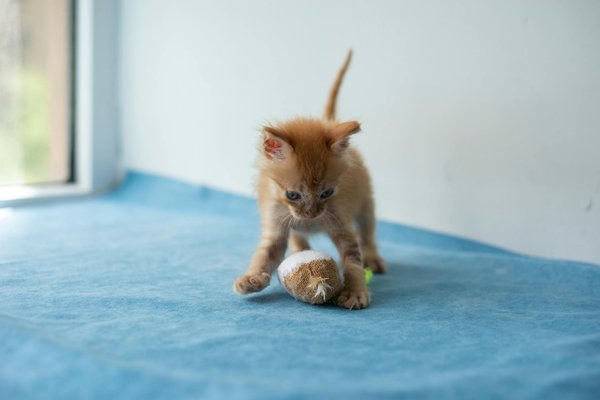 Hoe kunnen we dieren helpen die in nood verkeren?