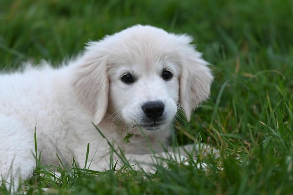 Hoe herken je stress bij je hond?