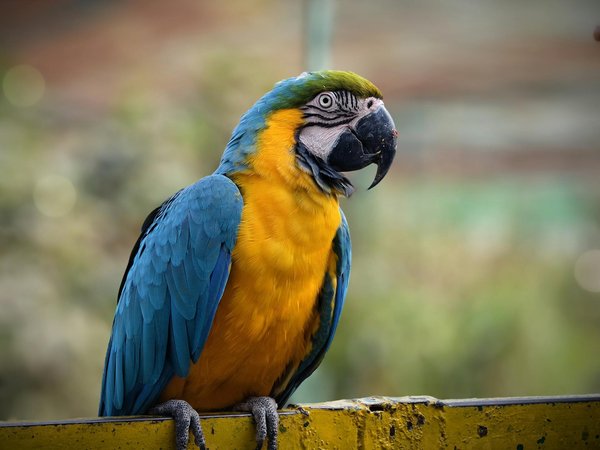 Wat zijn de ethische kwesties rond dierentuinen?